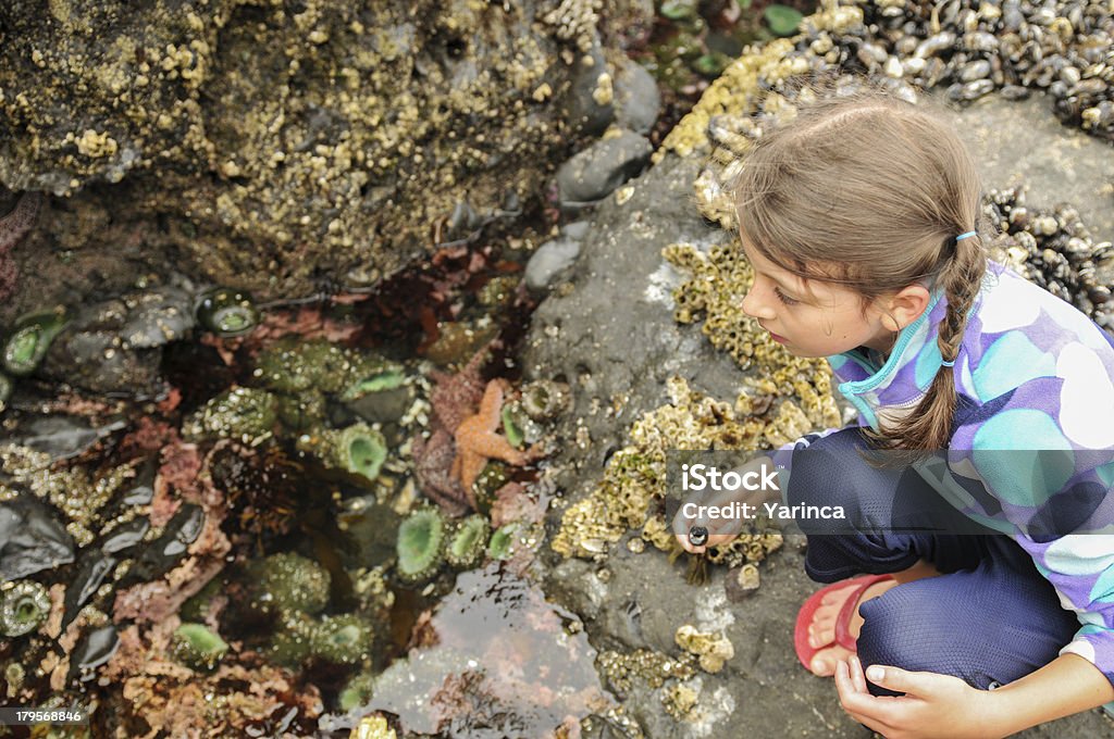 조수 바다빛 피조물의 - 로열티 프리 조석지 스톡 사진