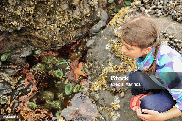 Maré Conjunto De Criaturas Do Mar - Fotografias de stock e mais imagens de Piscina de marés - Piscina de marés, Criança, Estrela-do-mar