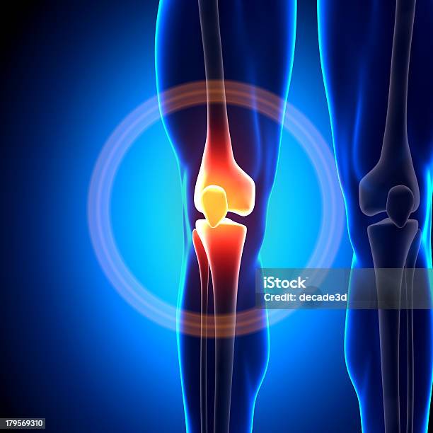 La Articulación De La Rodilla De Anatomía Los Huesos Foto de stock y más banco de imágenes de Adulto