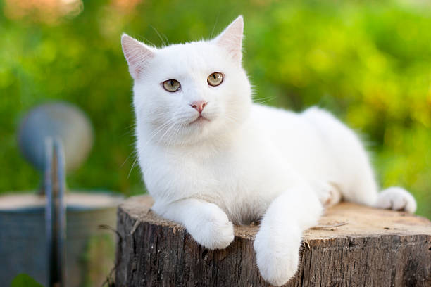 istock white cat in the garden 179569317