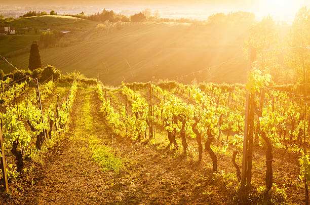 istock Majestic vineyard at sunset 179569387