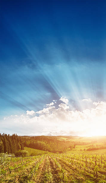 istock Majestic vineyard at sunset 179570033