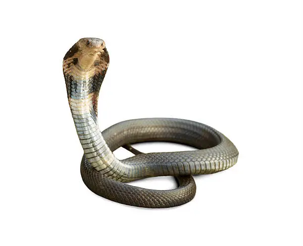 Cobra on white