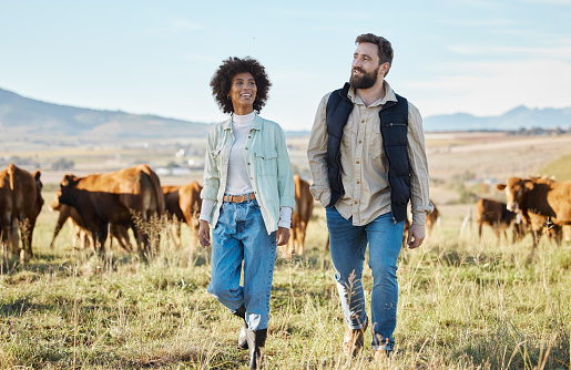 Agriculture, black woman and man on farm, cows for beef production and walking countryside. Farming, African American female, happy male  and environment for diary, sustainability and cattle farmers