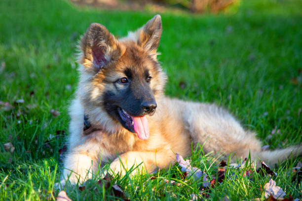 Shiloh Shepherd puppy Shiloh Shepherd puppy shiloh stock pictures, royalty-free photos & images