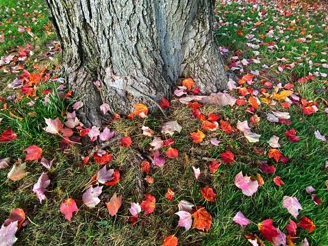Maple tree leaves around tree root