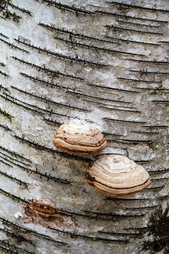 Mushroom on tree trunk, New York, USA