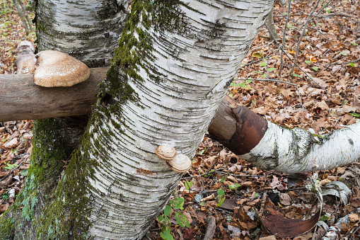 Tree trunk closeup and blurred meadow background