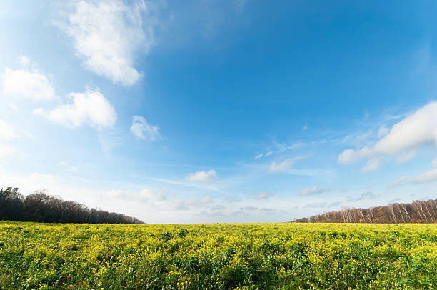 Horizontal Wide angle blue sky with flower meadow Yasnaya Polyana Lev Nikolayevich Tolstoy's home town, tula, russia. leo tolstoy stock pictures, royalty-free photos & images