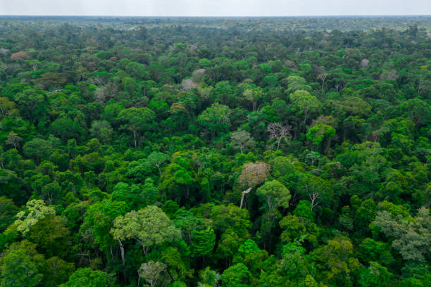 istock Aerial view of Amazon rainforest 1795720318