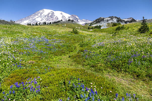 istock Grassy trail winds through alpine flowers towards Mount Rainier 179572184