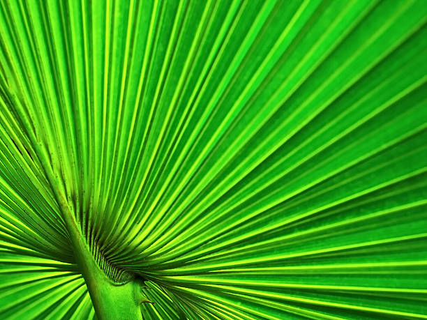 Fondo verde hoja de palmera - foto de stock