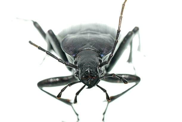 insect ground beetle insect ground beetle  isolated in white carabus coriaceus stock pictures, royalty-free photos & images