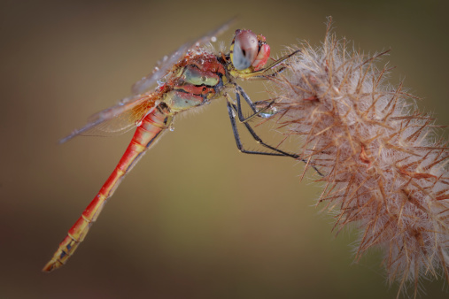 Closeup of an wild dragonfly in a wild flower.