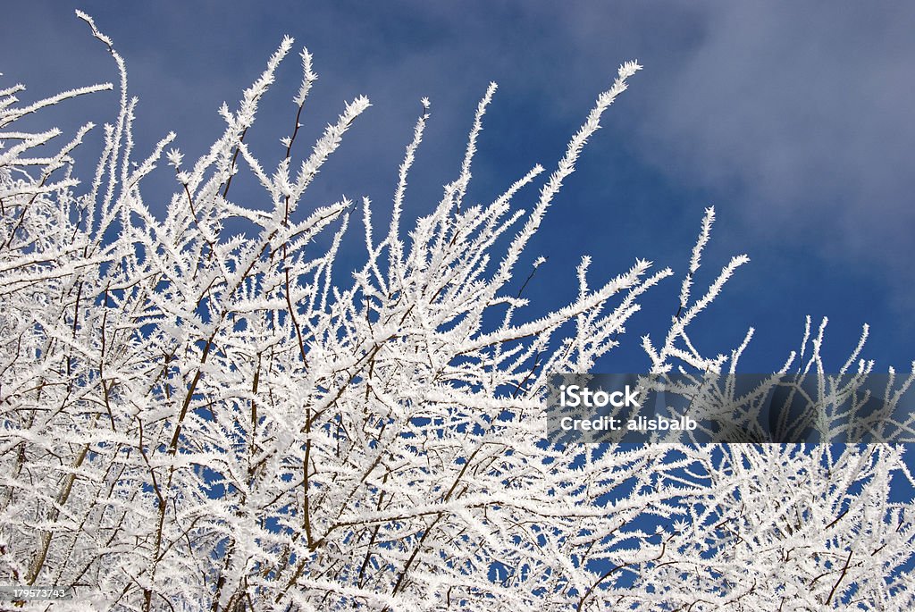 winter-Morgen-Filialen in hoar - Lizenzfrei Abstrakt Stock-Foto