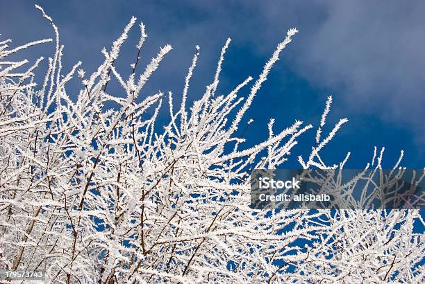Wintermorgenfilialen In Hoar Stockfoto und mehr Bilder von Abstrakt - Abstrakt, Ast - Pflanzenbestandteil, Fotografie
