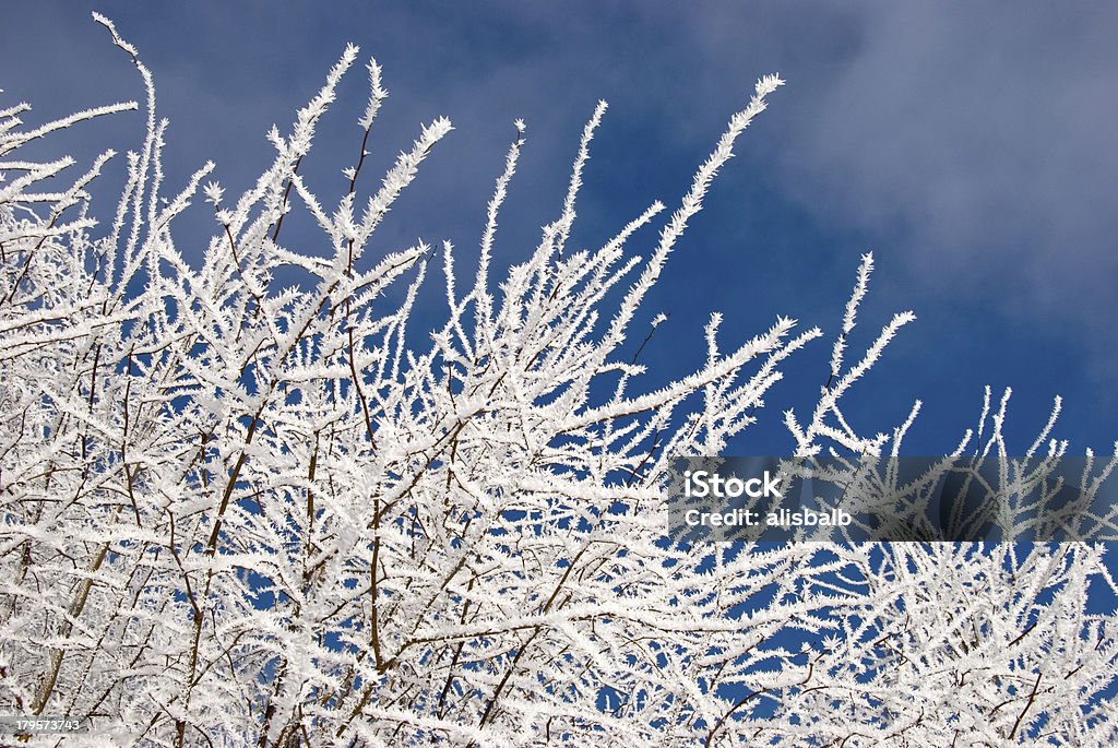 冬の朝の枝 hoar - 人物なしのロイヤリティフリーストックフォト