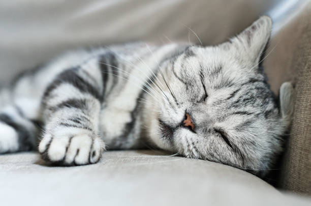 istock British shorthair cat sleeps 1795740835
