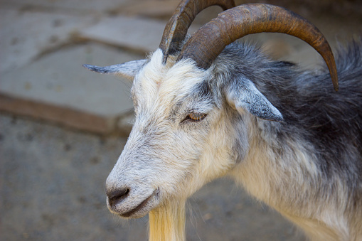 Domestic goat in a summer day. Domestic animal