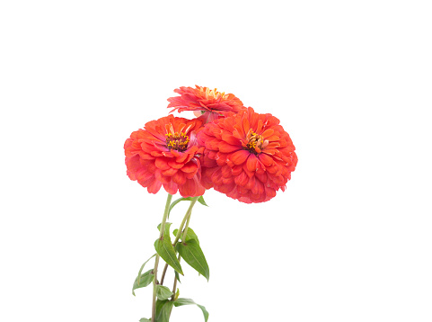 Three orange zinnia isolated on a white background.