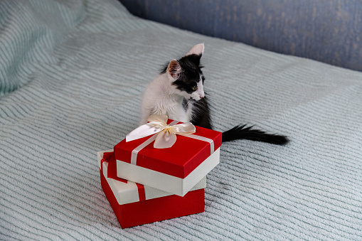 Little black and white kitten and gift box on bed