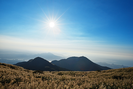 Chinese silvergrass under blue sky at Yangmingshan National Park, Taipei, Taiwan