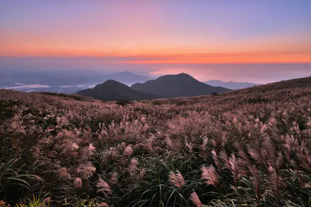 Chinese silvergrass in sunset background at Yangmingshan National Park, Taipei, Taiwan