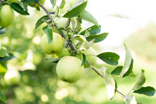 istock Ripe green apple on a branch of an apple tree 1795751931