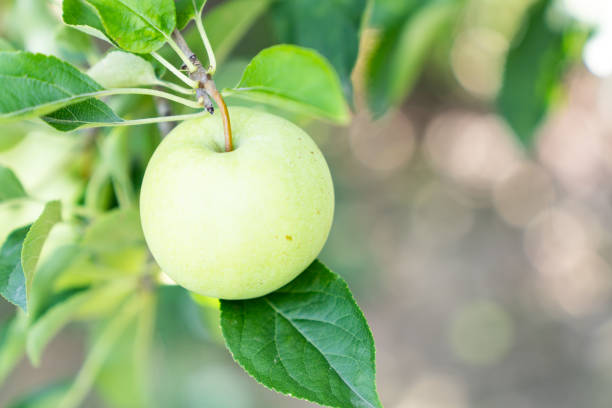 istock Ripe green apple on a branch of an apple tree 1795751950