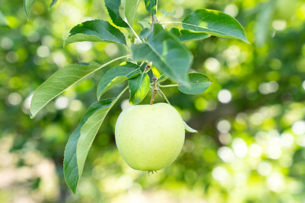 istock Ripe green apple on a branch of an apple tree 1795752469