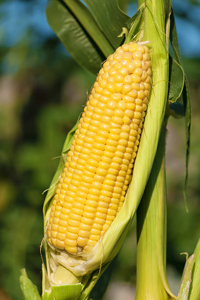 espiga de milho de carolo expostas ao sol - agriculture close up corn corn on the cob imagens e fotografias de stock