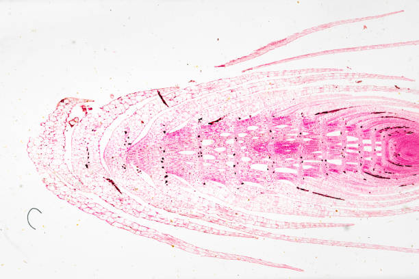 白い背景の光のmircoscopeの下でeminal bud stem tip l.s. - educational subject scientific micrograph micro organism medical exam ストックフォトと画像