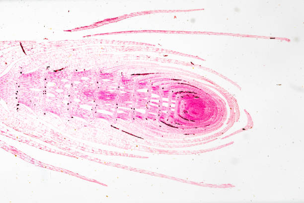 白い背景の光のmircoscopeの下でeminal bud stem tip l.s. - educational subject scientific micrograph micro organism medical exam ストックフォトと画像