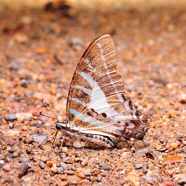 istock butterfly on the stone in nature 179575654