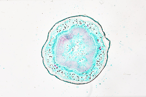 Stem of Nerium indicum T.S. under light mircoscope with white background