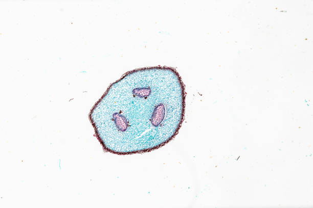 白い背景の光のmircoscopeの下で植物シダの茎cs - educational subject scientific micrograph micro organism medical exam ストックフォトと画像