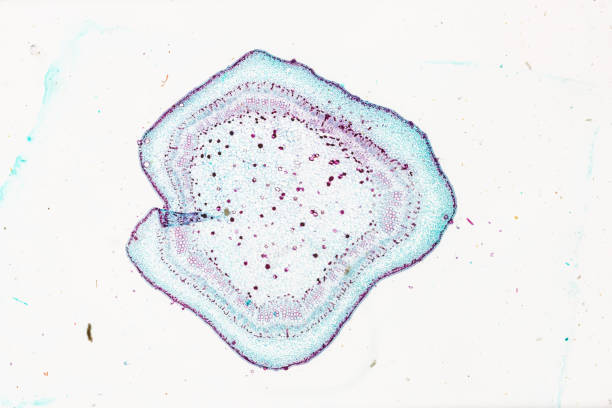 白い背景の明るいmircoscopeの下で植物綿の茎cs - educational subject scientific micrograph micro organism medical exam ストックフォトと画像