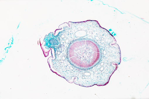 plant Pine Stem C.S. under light mircoscope with white background