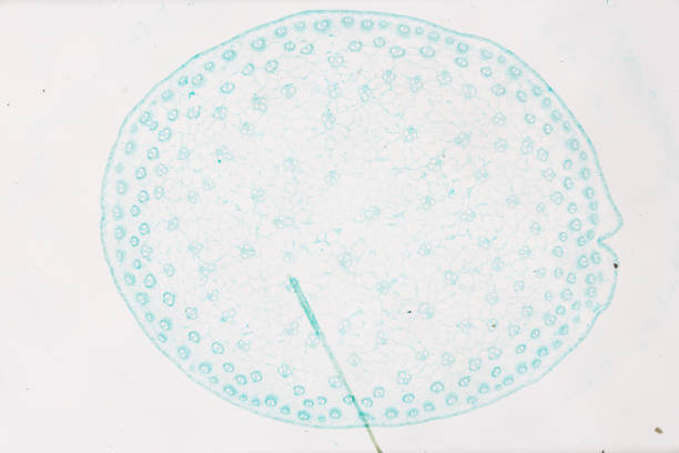 photo of a plant tissue under the microscope