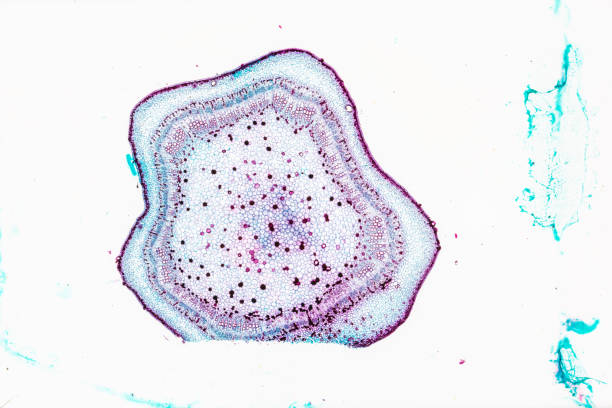 istock plant Stem-Collenchyma C.S. under light mircoscope with white background 1795758929