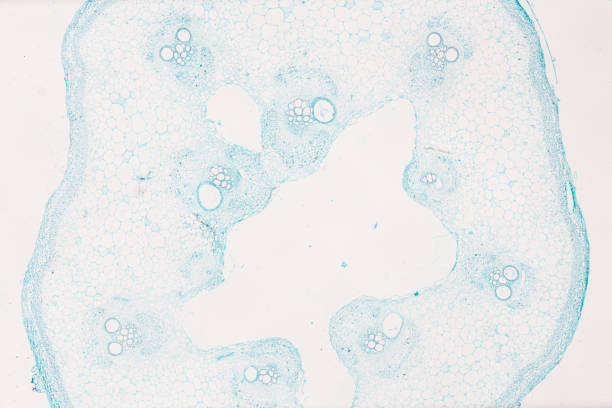 白い背景の明るいmircoscopeの下で植物茎sclerenchvma c.s. - educational subject scientific micrograph micro organism medical exam ストックフォトと画像