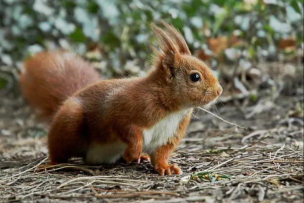 Photo of Red squirrel