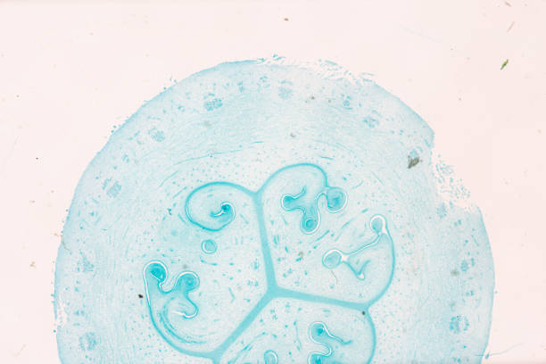 白い背景の明るいmircoscopeの下で植物カボチャの卵巣 - educational subject scientific micrograph micro organism medical exam ストックフォトと画像