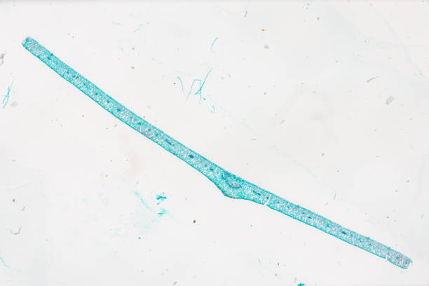 白い背景を持つ明るいmircoscopeの下でligustrum lucidum t.s.の植物の葉 - educational subject scientific micrograph micro organism medical exam ストックフォトと画像