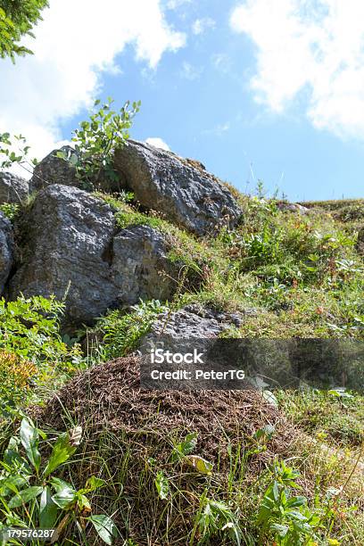 Hormiguero Gigante En Las Montañas Primer Plano Foto de stock y más banco de imágenes de Abeto Picea - Abeto Picea, Aire libre, Animales salvajes