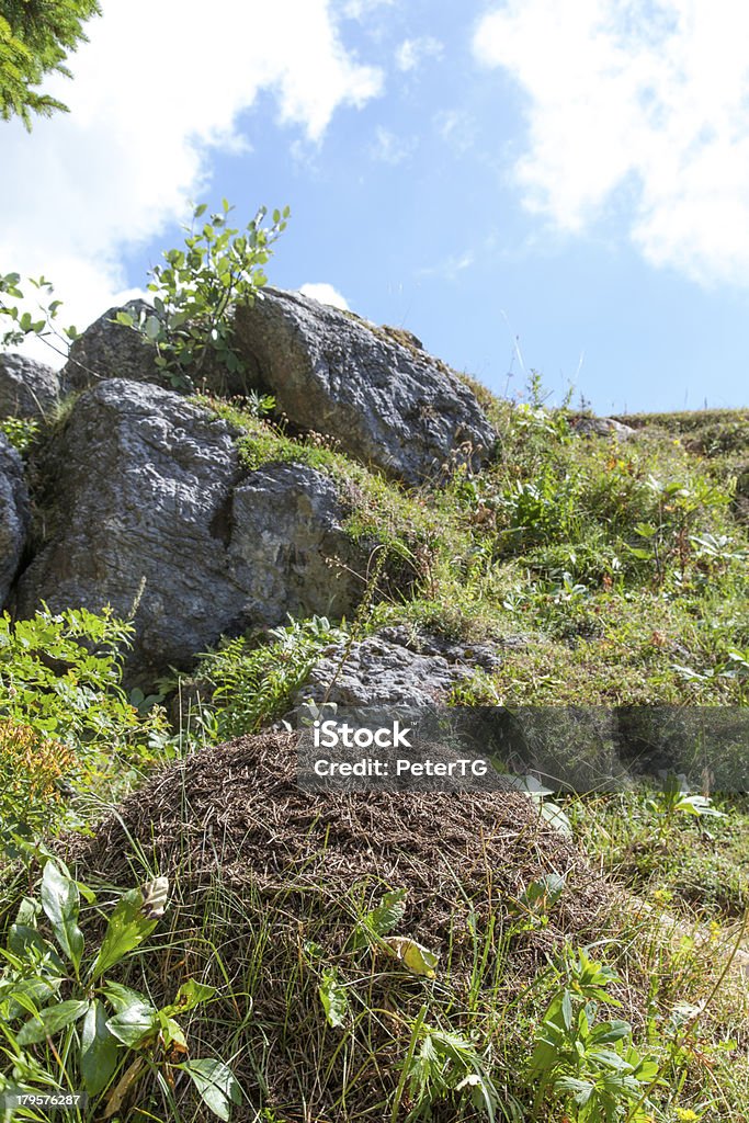 Big Fourmilière dans les montagnes, gros plan - Photo de Animaux à l'état sauvage libre de droits