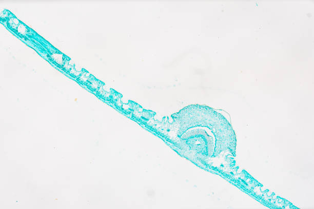 plant Leaf of Nerium indicum T.S. under light mircoscope with white background