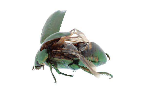 istock flying insect green beetle isolated on white 179576883