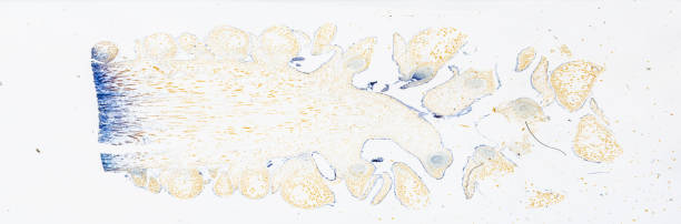 白い背景の明るいmircoscopeの下で植物松ぼっくり-女性ls - educational subject scientific micrograph micro organism medical exam ストックフォトと画像