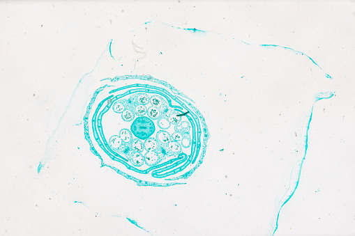 3d rendering of biological animal cell with organelles cross section isolated on white. Animal cell with placed text annotations to all organelles